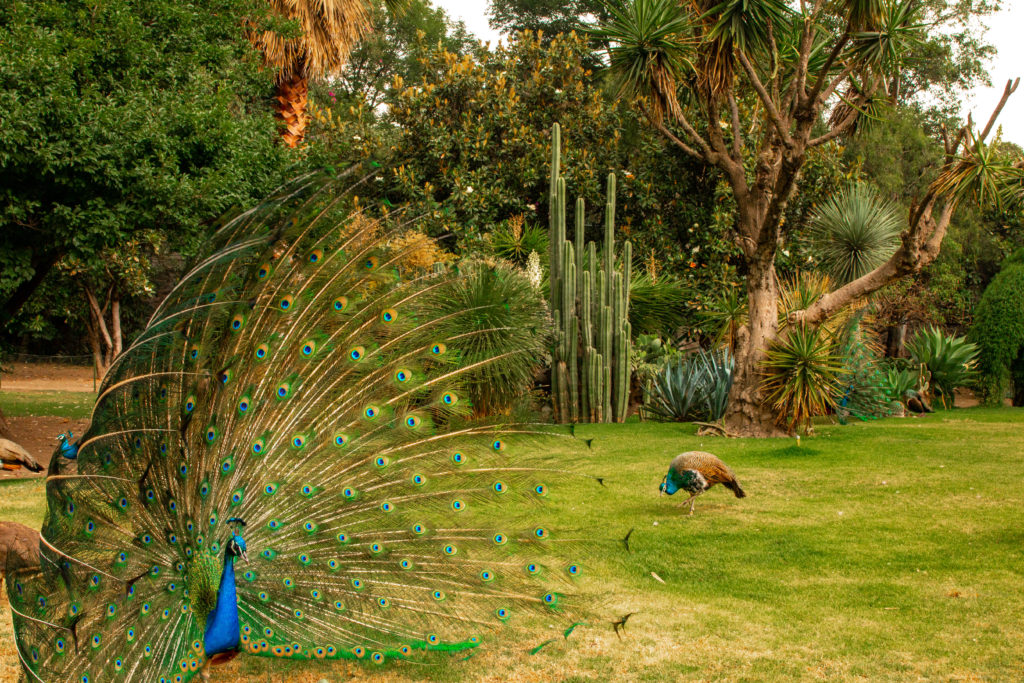 Museo Dolores Olmedo, one of many must-visit museums in Mexico city, CDMX